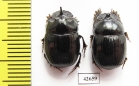 Copris sp., pair  South Africa Rep. - INSECTS-STORE.RU