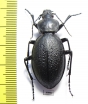 Carabus (Procrustes) coriaceus  Russia, Kaluga reg. - INSECTS-STORE.RU