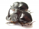 Copris sp., pair  South Africa Rep. - INSECTS-STORE.RU