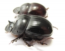 Catharsius sp., pair  South Africa Rep. - INSECTS-STORE.RU