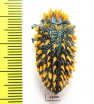 Julodis viridipes ssp.3 South Africa Rep. - INSECTS-STORE.RU