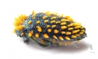 Julodis viridipes ssp.3 South Africa Rep. - INSECTS-STORE.RU