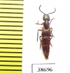 Staphylinidae sp.  Panama (mirmecophilous) - INSECTS-STORE.RU