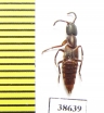 Staphylinidae sp.  Panama (mirmecophilous) - INSECTS-STORE.RU