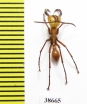Formicidae sp.  Panama - INSECTS-STORE.RU