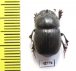 Copris sp.  Botswana - INSECTS-STORE.RU