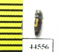 Buprestidae sp., Thailand - INSECTS-STORE.RU