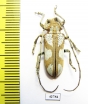 Prosopocera sp.  South Africa Rep. - INSECTS-STORE.RU
