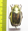 Chrysina kalinini  Panama - INSECTS-STORE.RU