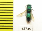 Chrysididae sp.  Kazakhstan - INSECTS-STORE.RU