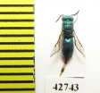 Chrysididae sp.  Kazakhstan - INSECTS-STORE.RU