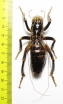 Orthoptera sp.  Zimbabwe 66mm - INSECTS-STORE.RU