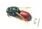 Chrysididae sp.  Kazakhstan - INSECTS-STORE.RU