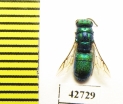 Chrysididae sp.  Kazakhstan - INSECTS-STORE.RU
