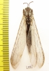 Myrmeleontidae sp.  Madagascar - INSECTS-STORE.RU