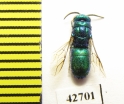 Chrysididae sp.  Kazakhstan - INSECTS-STORE.RU