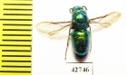 Chrysididae sp.  Kazakhstan - INSECTS-STORE.RU