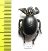 Brachyceridae sp.7  South Africa Rep. - INSECTS-STORE.RU