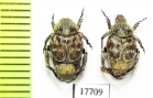 Hopliini sp.  South Africa Rep. - INSECTS-STORE.RU