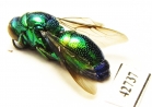 Chrysididae sp.  Kazakhstan - INSECTS-STORE.RU