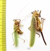 Orthoptera sp., pair  Bolivia - INSECTS-STORE.RU