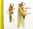 Orthoptera sp., pair  Bolivia - INSECTS-STORE.RU