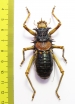 Acanthoproctus sp.  South Africa Rep. - INSECTS-STORE.RU