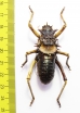 Acanthoproctus sp.  South Africa Rep. - INSECTS-STORE.RU