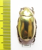 Chrysina kalinini  Panama - INSECTS-STORE.RU