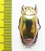 Chrysina kalinini  Panama - INSECTS-STORE.RU