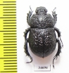 Odontotrypes haba  China - INSECTS-STORE.RU