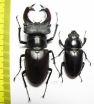 Lucanus cervus, pair  Russia, Voronezh  71mm - INSECTS-STORE.RU