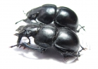 Lethrus glaber, pair  Uzbekistan - INSECTS-STORE.RU