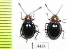 Endomychidae sp.  Indonesia, Papua - INSECTS-STORE.RU