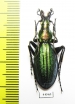 Carabus (Acoptolabrus) gehinii  Japan - INSECTS-STORE.RU