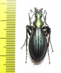 Carabus (Acoptolabrus) gehinii  Japan - INSECTS-STORE.RU