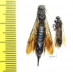 Siricidae sp., pair  Russia, Tver reg. - INSECTS-STORE.RU