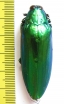Chrysochroa wallacei ? Malaysia - INSECTS-STORE.RU
