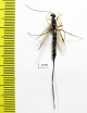 Ichneumonoidea sp.  Russia, Tver reg. - INSECTS-STORE.RU