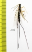 Ichneumonoidea sp.  Russia, Tver reg. - INSECTS-STORE.RU