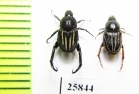 Hopliini sp., pair  South Africa Rep. - INSECTS-STORE.RU