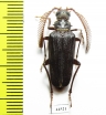 Monocladum aegyptiacum granulipenne  Saudi Arabia 25mm - INSECTS-STORE.RU