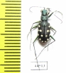 Calomera aulica, male  Saudi Arabia - INSECTS-STORE.RU