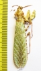 Mantodea sp.  Jordan - INSECTS-STORE.RU