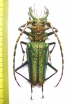 Psalidognathus friendi, male  Colombia 74mm  - INSECTS-STORE.RU