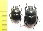 Chelotrupes momus, pair  Spain - INSECTS-STORE.RU