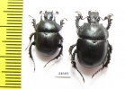 Chelotrupes kyliesi, pair  Spain - INSECTS-STORE.RU