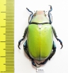 Chrysina erubescens  Mexico - INSECTS-STORE.RU
