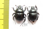 Chelotrupes laevipennis, pair  Spain - INSECTS-STORE.RU