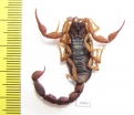 Scorpiones sp.  Madagascar - INSECTS-STORE.RU